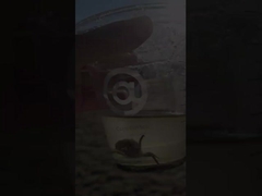 صمام الفراشة التهوية 50mm 400mm 300mm الفولاذ الكربوني